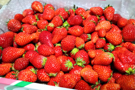 【加工用いちご大特価!!】
特盛1.8kgばら詰めいちごBOX！
【限定販売】酵素シロップのレシピ付き