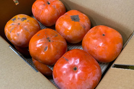 【大玉】幻の柿 次郎柿！ワケありお徳用（小キズあり）大玉サイズ24個入（7.5ｋｇ）