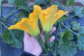 【旬】花付きズッキーニ　12本セット