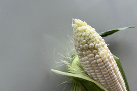 ※予約販売※【夏ギフト】【朝採り】【訳アリ】甘さ爆発！弾けるとうもろこし　ランダム15本『Re.FOODS The Morokoshi』