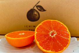 超完熟宮川早生⭐︎屋根かけ越冬みかん　5キロLサイズギフトにも！　有田みかん　早生みかん