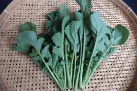 【自然栽培】からし菜