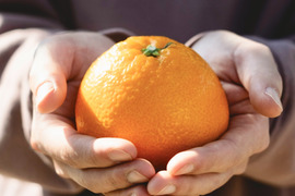 プリプリの大粒果肉【伊予柑 2kg】愛媛県産 家庭用