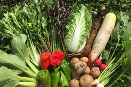 新鮮!旬の野菜セット(秋) 【8~10品目】 お試しサイズ 1~2人様向き 農薬・化学肥料不使用栽培