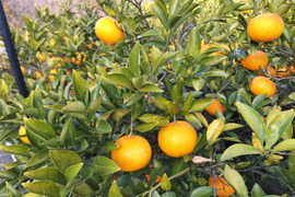 木なりシンアマナツ(新甘夏)　５㎏【農薬化学肥料不使用】【熨斗(のし)対応可】