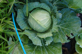 【訳有❗❗】ムキムキでゴチゴチしたキャベツ！100ｻｲｽﾞ4〜6玉入り　（内容量約8キロ）