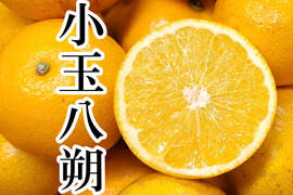 和歌山県の八朔で産地直送の商品｜食べチョク｜産地直送(産直)お
