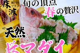 🌸春の逸品ここに極まる🌸食通のために吟味された旬のご褒美『天然国産桜マダイ』長州床波ブランドお試しキャンペーンお刺身約350g【3月中下旬予約】