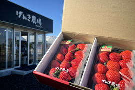 【最高金賞コンビ】「あまりん」「べにたま」贅沢ないちご食べ比べ♪