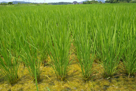 【家族のためのお米(9kg)を食べてみませんか】特別栽培米　農薬８割削減　米粒成長期の農薬ゼロ　見た目よりも、おいしさと安全安心を大切にした「ひとめぼれ」9kg　標準精米、玄米も可