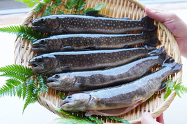 ふっくら香ばしい！塩焼き用 イワナ 5尾 養殖 焼き魚サイズ（110g前後/尾）調理レシピ付き