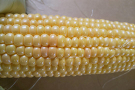 🌊お得な５本🌊入り‼️
🌽先端カットの規格外🌽ですが
✨️濃厚な甘み✨️の理由は
🌊太平洋🌊からのミネラルたっぷりの
✨️🌊海風🌊✨️