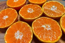 【お試し価格！】 尾崎温州の通販｜みかん｜食べチョク｜産地直送(産直)お取り寄せ 果物
