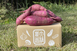 【栽培期間中農薬不使用】さつまいも紅はるか（2kg）しっとり、ねっとりとした食感と甘み。サイズ:Ⅿ～２L(土付き)