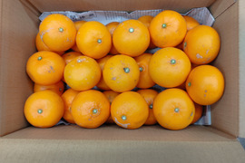 柑橘の女王　せとか　家庭用Ｂ品　4キロ