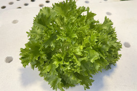 【農薬化学肥料不使用】ダイくんちの野菜！ふんわり食感！サラダに最適！マルチリーフレタス　1箱8袋（1袋70～90ｇ程度）