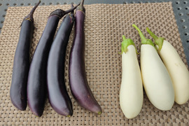 ✨【茄子コレ第1弾】珍品2種食べ比べ！とろける白なす×極薄皮の黒なすセット約600g｜色も食感も違う！食べ比べが楽しい！個性豊かな茄子2種セット｜朝採れ直送｜農薬・化成肥料不使用✨【朝どれ】