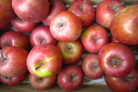 加工用にいかがでしょうか 訳ありサンふじ 総重量 約4.5kg 青森県 南部地方産 自家りんご農園生産直送品！