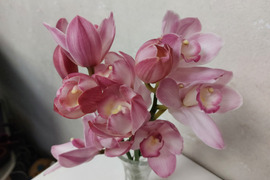 【アワード受賞福袋】箱いっぱいの蘭・フォーミディブル＆ミニシンビジウムの切り花❁⃘*.ﾟいろんな蘭が楽しめるお楽しみ福箱