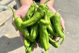 パドロン【農薬不使用露地栽培】  パドロン　スペイン野菜　  500ｇ