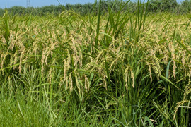 【令和7年新米】早生米（発送可）　五百川　5kg