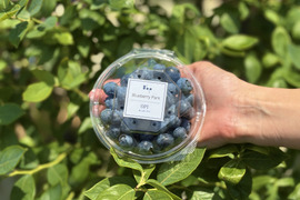 上品な甘みとパリッとした食感のブルーベリー　オーピー（OPI）　※農薬不使用　（100g×4パック）