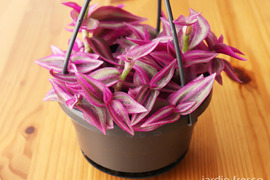 ハンギングタイプ！観葉植物 トラディスカンチア ピンクパラダイス 10.5cm吊り鉢 (203786)