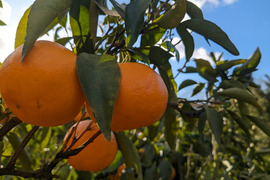 ぷりぷり！はるみ　和歌山みかん　秀品　22個入り　贈答用