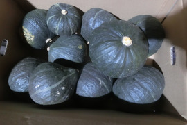 栗のような味わいの南瓜 九重栗　1０ｋｇ箱(7～10玉入）【北海道富良野産】