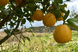 大自然の棚田で育った河内晩柑　自然栽培