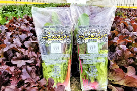 植物性で育てた葉野菜ブランド 有機葉物野菜セット7品×2P 有機