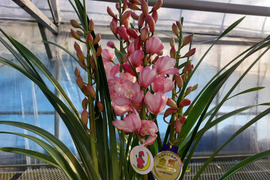 陶器鉢入シンビジウム（５本立)