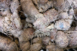 小さいヤツガシラ　1ｋｇ