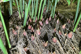 みょうがの通販｜野菜｜食べチョク｜産地直送(産直)お取り寄せ通販