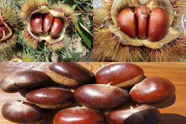 宮崎県産　栗　約10キロ 品種　筑波　c 宮崎県産 栗 約10キロ 品種 筑波 c 宮崎県産 栗 約10キロ 品種