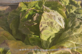 ✨農薬・化成肥料不使用の新鮮キャベツ2玉✨