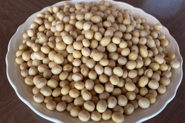 【自然栽培】大豆（もち大豆）４.５ｋg　農薬不使用・無肥料栽培　自然乾燥　令和７年【岐阜県産】