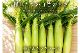 【予約販売】軽井沢で採れたての自然の甘さヤングコーン５０本入