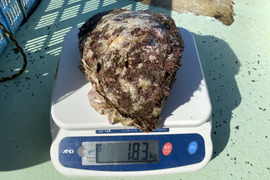 和歌山　天然岩牡蠣　小サイズ5個