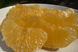 濃厚で甘い！甘夏みかん🍊自然栽培・肥料農薬不使用・安心安全！4kg 10玉前後