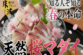 🌸“脂のピーク”×“旨みのピーク”を迎える奇跡の鮮魚🌸刺身通に贈る旬極まる吟味の一尾『天然国産桜マダイ』長州床波ブランドお試しキャンペーンお刺身約350g【4月上中旬予約】