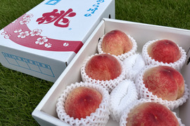 あら川の桃 産地直送 『旬のおまかせ』（5〜6玉）