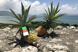 【日本唯一　有機パイナップル　限定20セット】石垣島産　有機JAS認証パイナップル（ハワイ種）3玉（約2.8㎏）