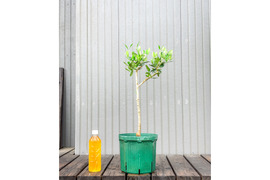 オリーブ 鉢植え J5｜育てやすい シンボルツリー・盆栽にも最適　22