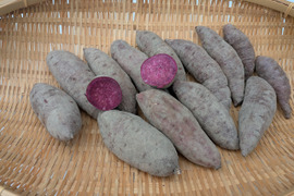 鮮やかな紫色！紫芋（あやむらさき）4.9kg