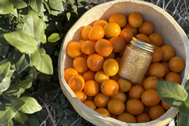 【みつばちの贈り物A】自然のままの金柑とにほんみつばちの蜂蜜のセット