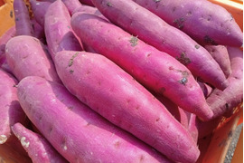 【2026年新芋🍠】紅はるか5kg｜贈り物にもおすすめ