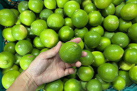 4kg【お買得】香りが良いタヒチライム★防腐剤・ワックス不使用、農薬節減★無選別お徳用