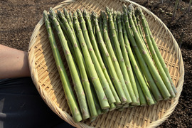 島根県出雲市産アスパラガスLサイズ1ｋｇ