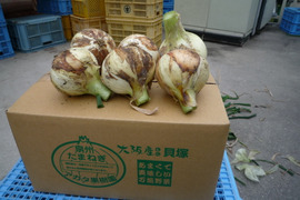 【お手頃サイズ】日本最古の産地　泉州玉葱（約5㎏）保存用ネット2枚付き